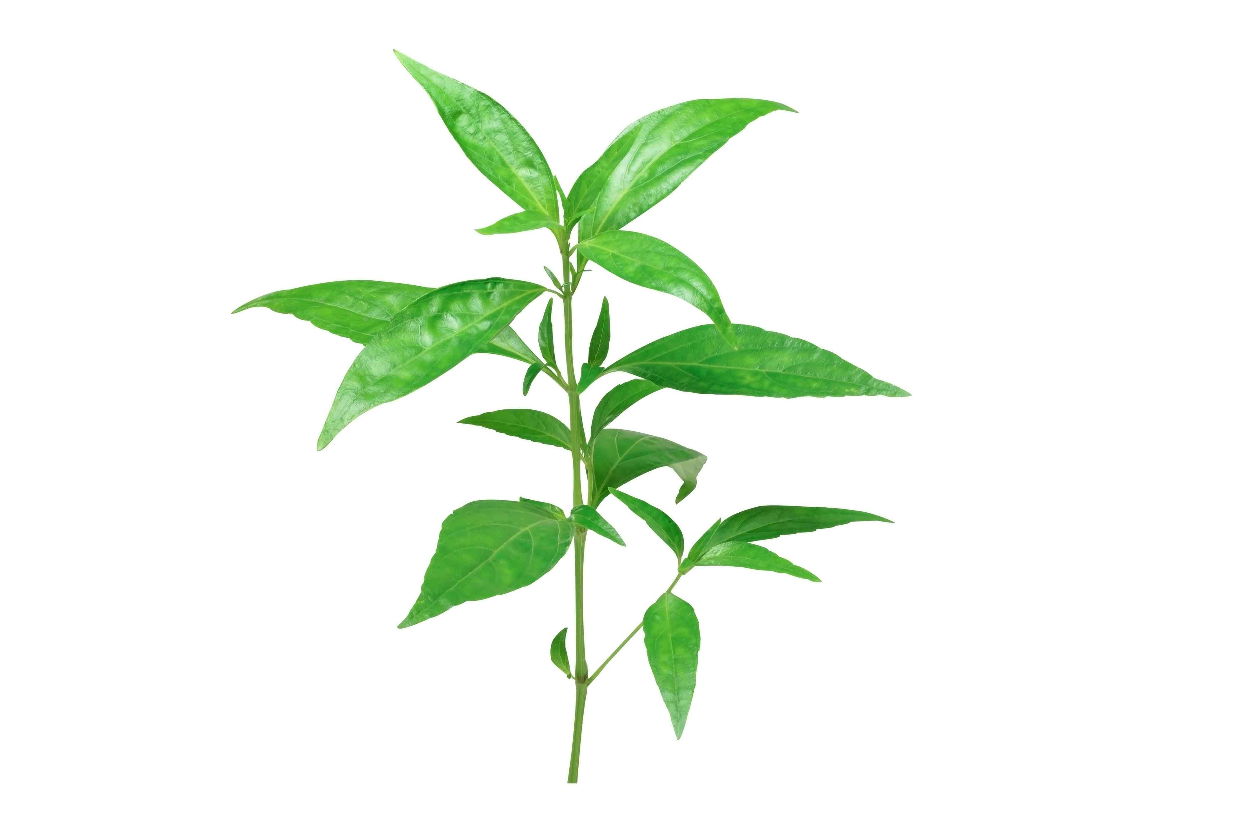 Andrographis Paniculata Wholesale Manufacturer & Supplier in India